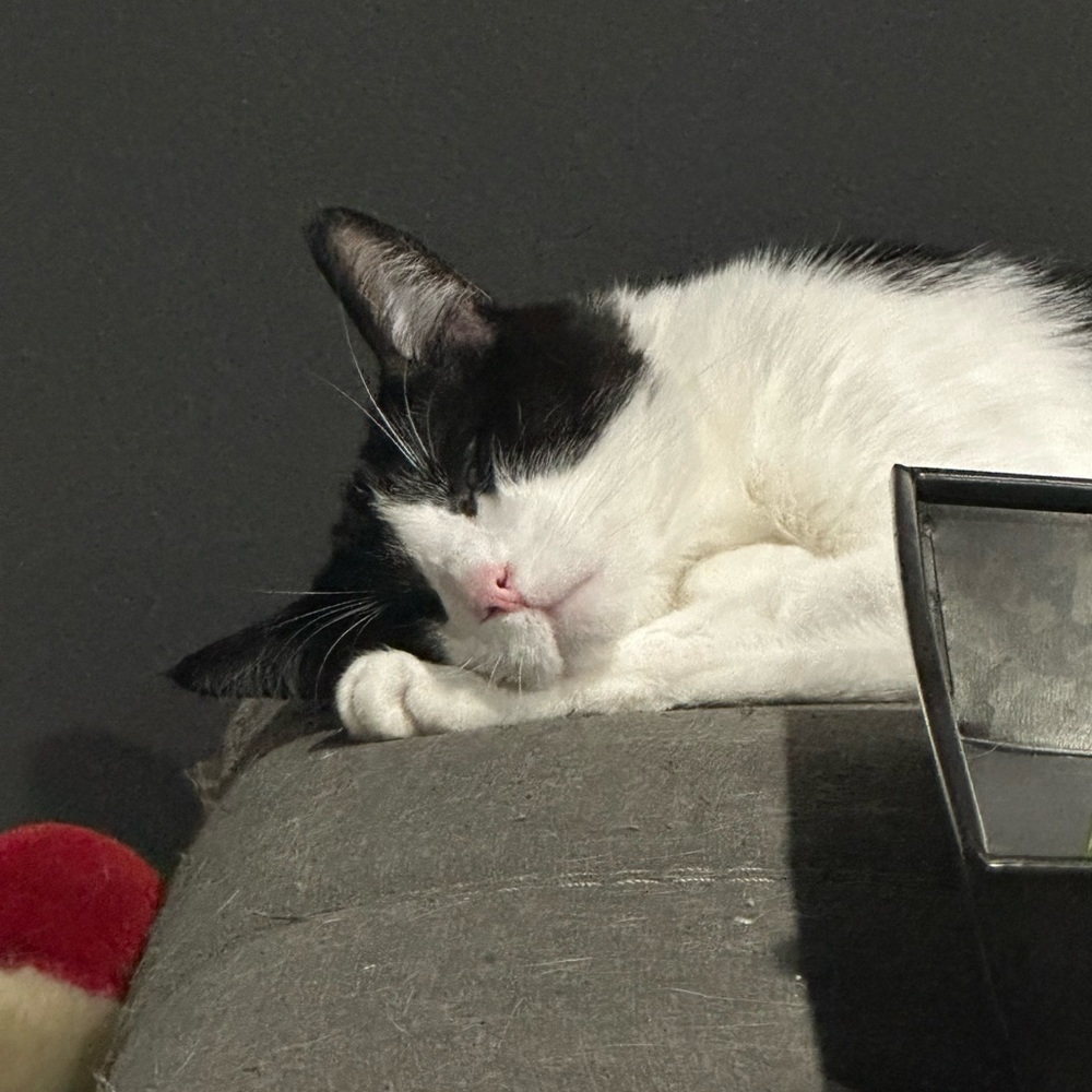 Meet your Posher, Ashlyn